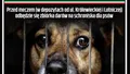 Zbiórka darów na schroniska dla psów przed meczem z Odrą 