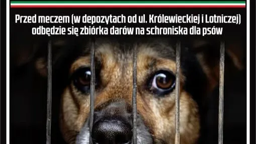 Zbiórka darów na schroniska dla psów przed meczem z Odrą 